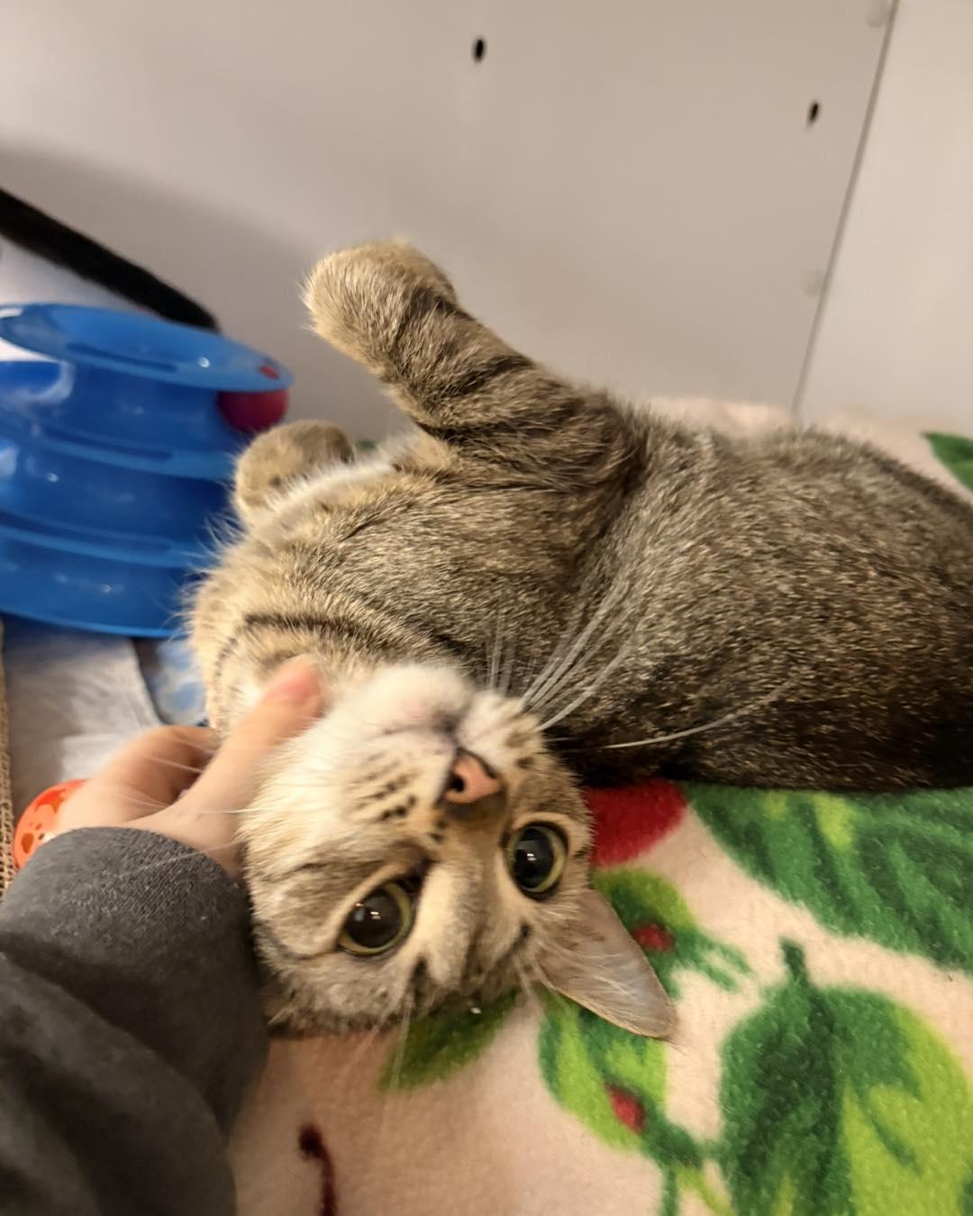 Fawna, a ADOPTABLE Domestic Short Hair in White Oak, PA image 3/4