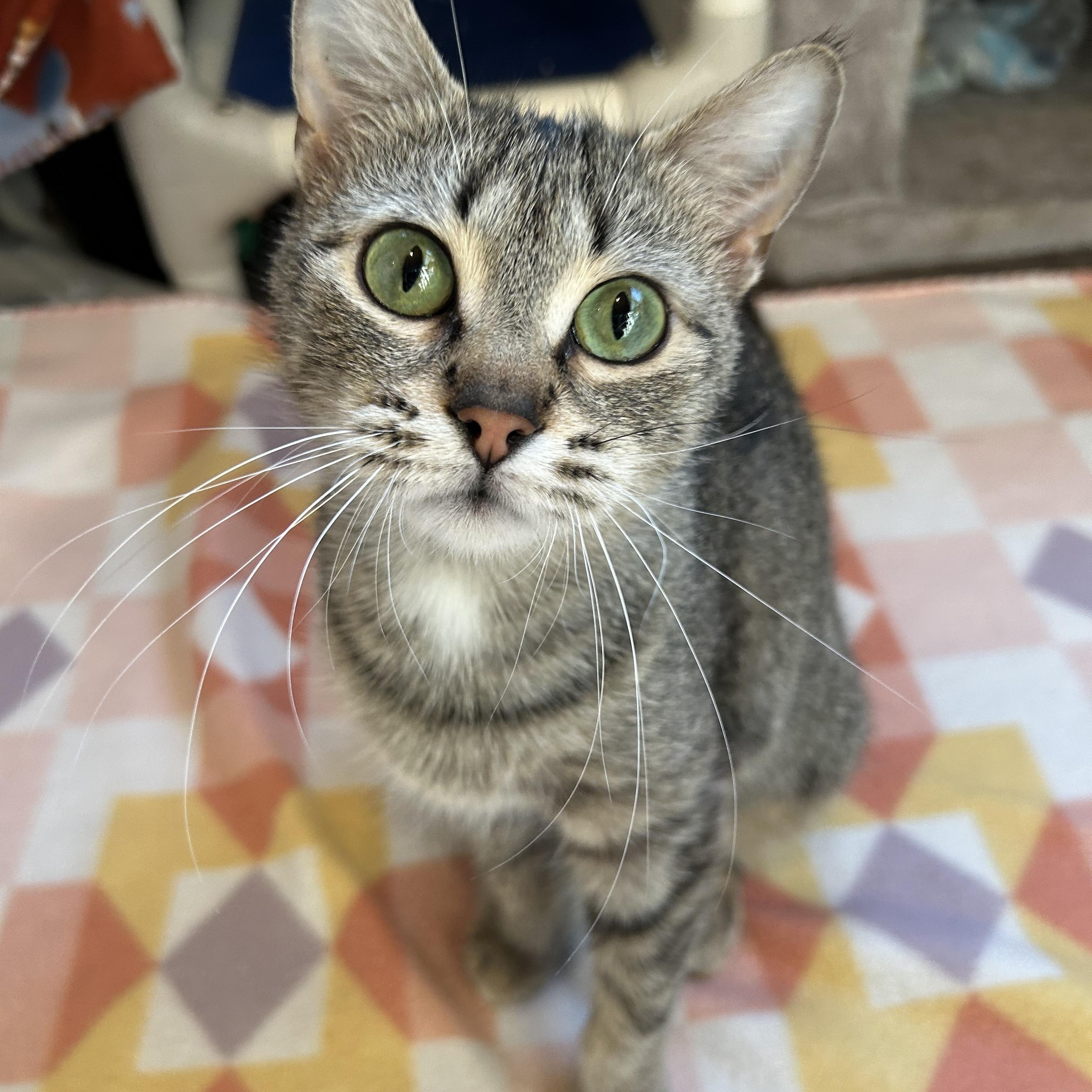 Fawna, ADOPTABLE, Adult Female Domestic Short Hair.