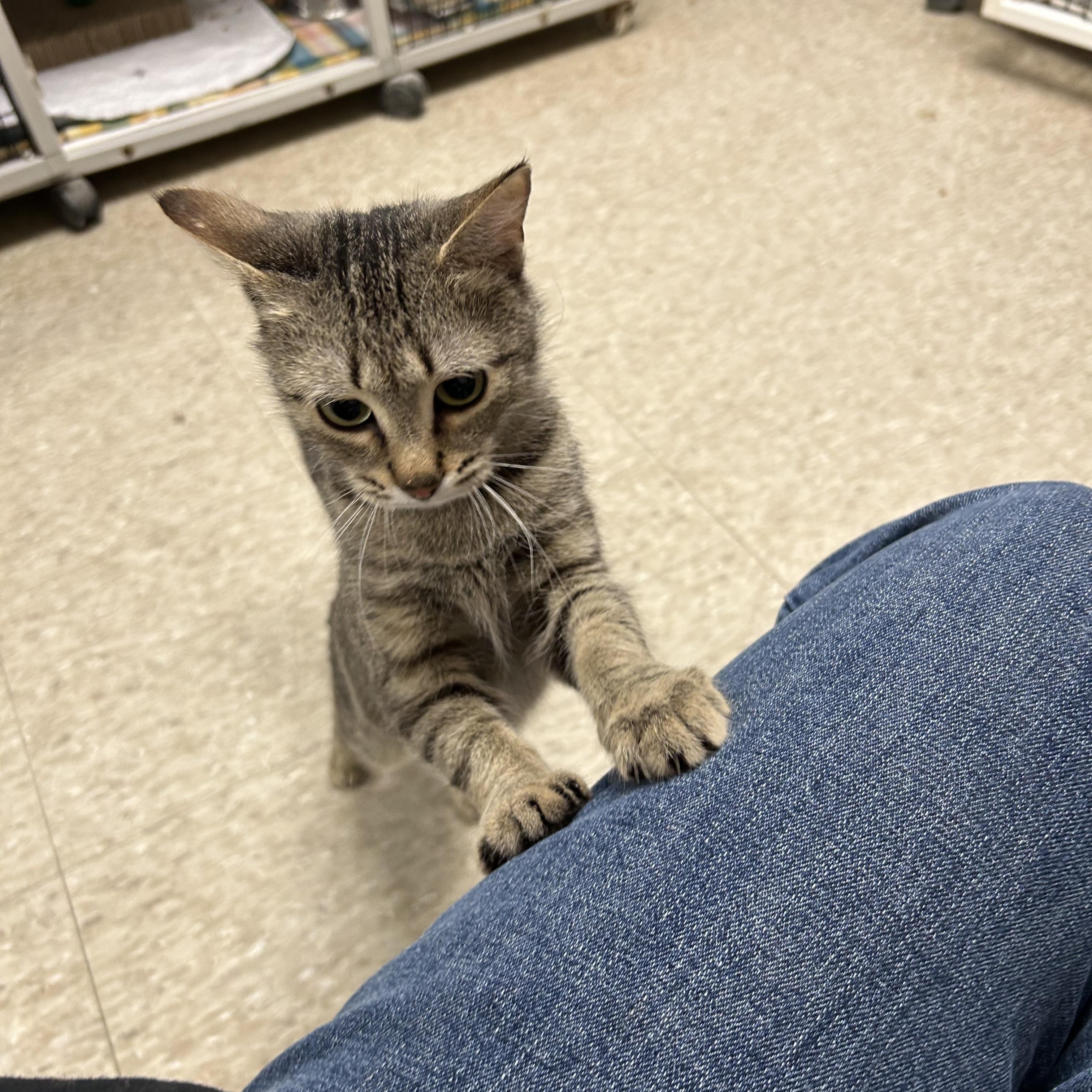 Fawna, a ADOPTABLE Domestic Short Hair in White Oak, PA image 4/4