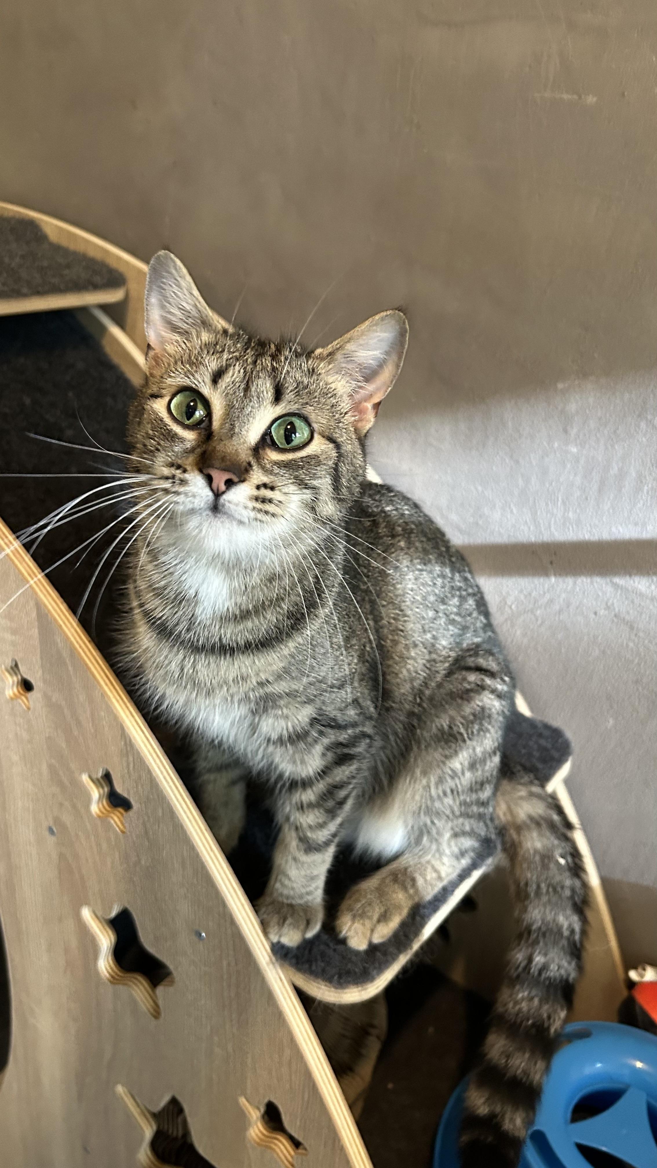 Enlarge Fawna, a ADOPTABLE Domestic Short Hair in White Oak, PA image 5/6