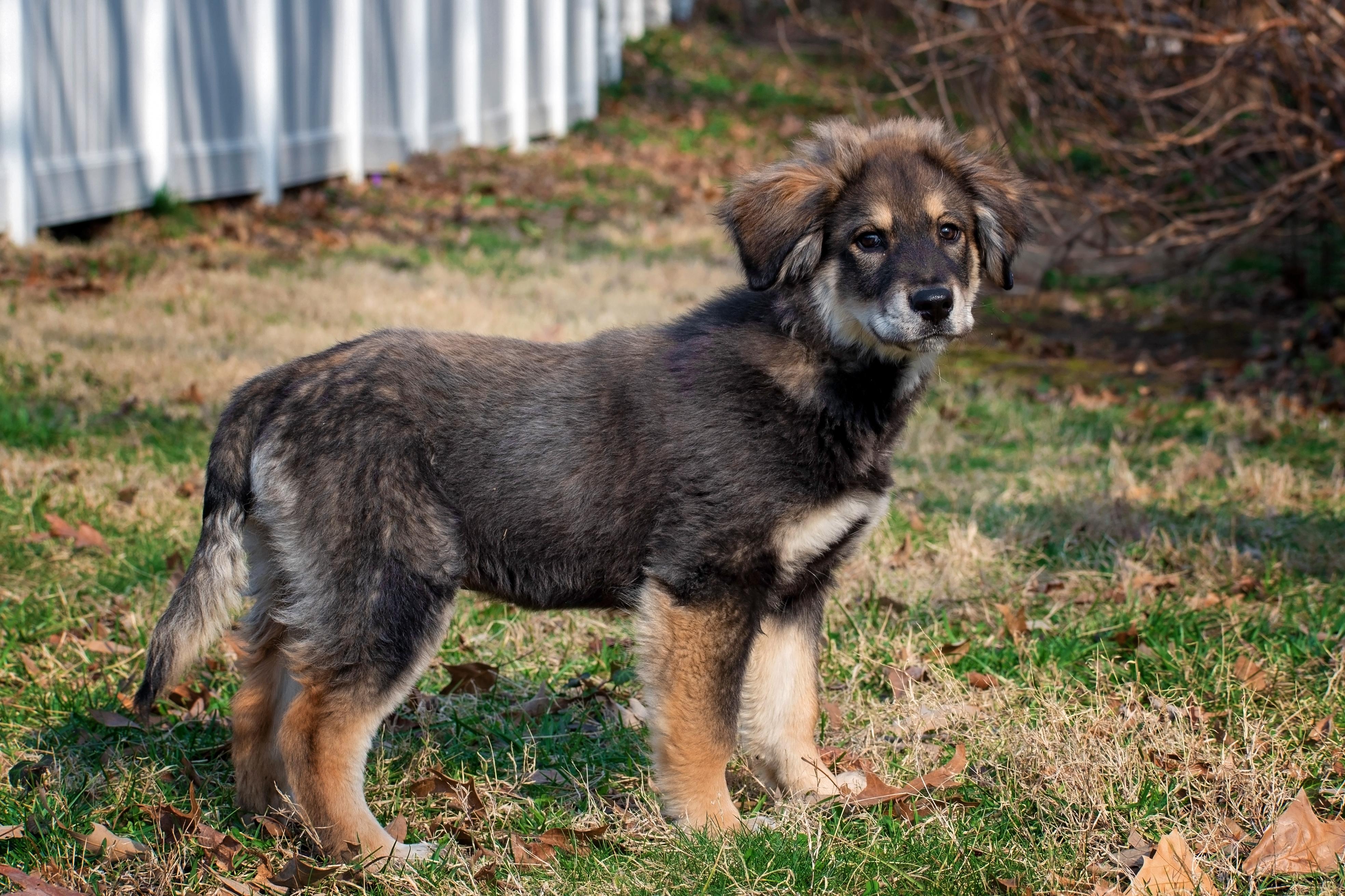 Enlarge Cowboys Fan, an adopted mixed breed in Millersville, MD image 4/4