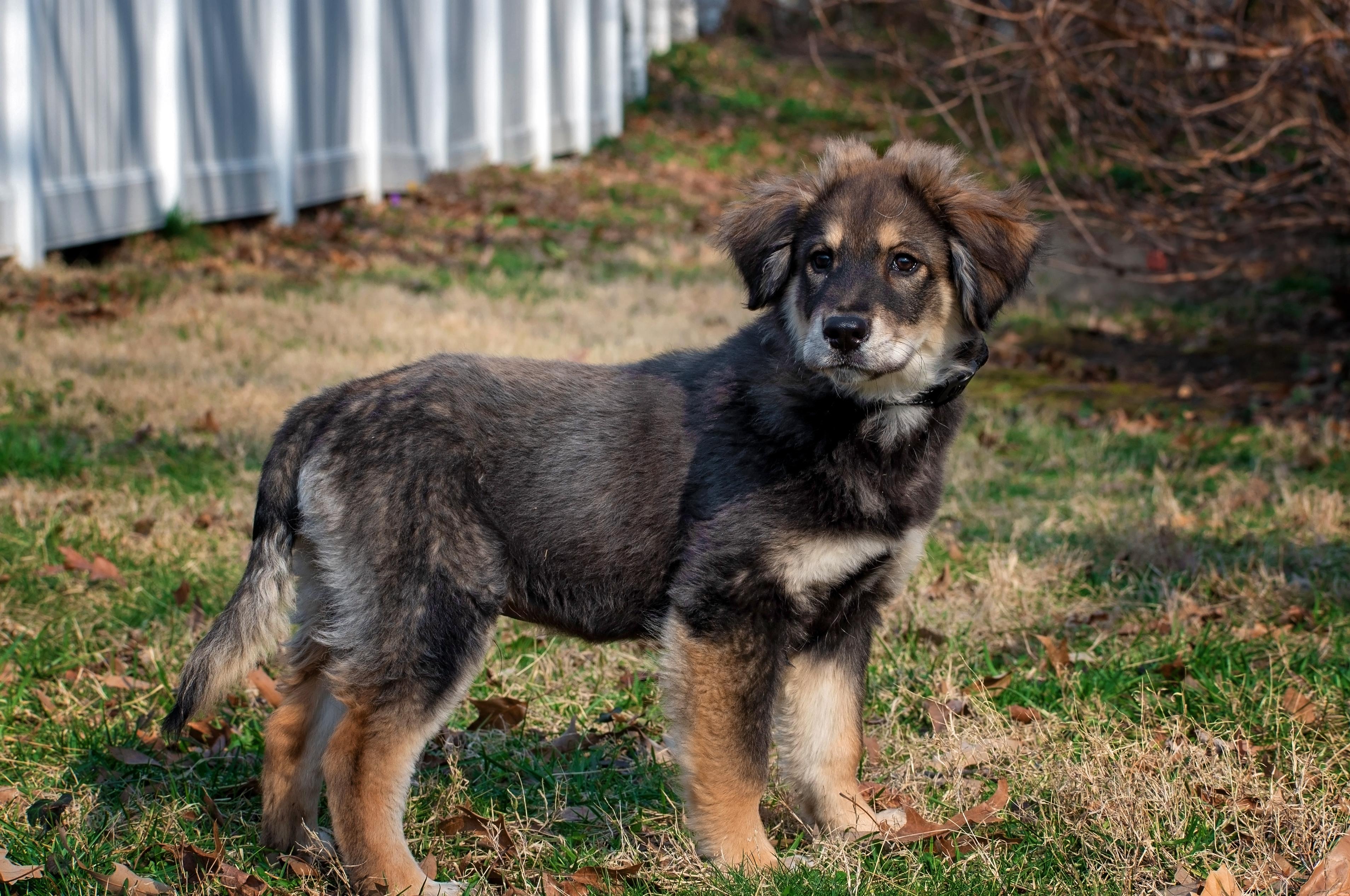 Enlarge Cowboys Fan, an adopted mixed breed in Millersville, MD image 1/4