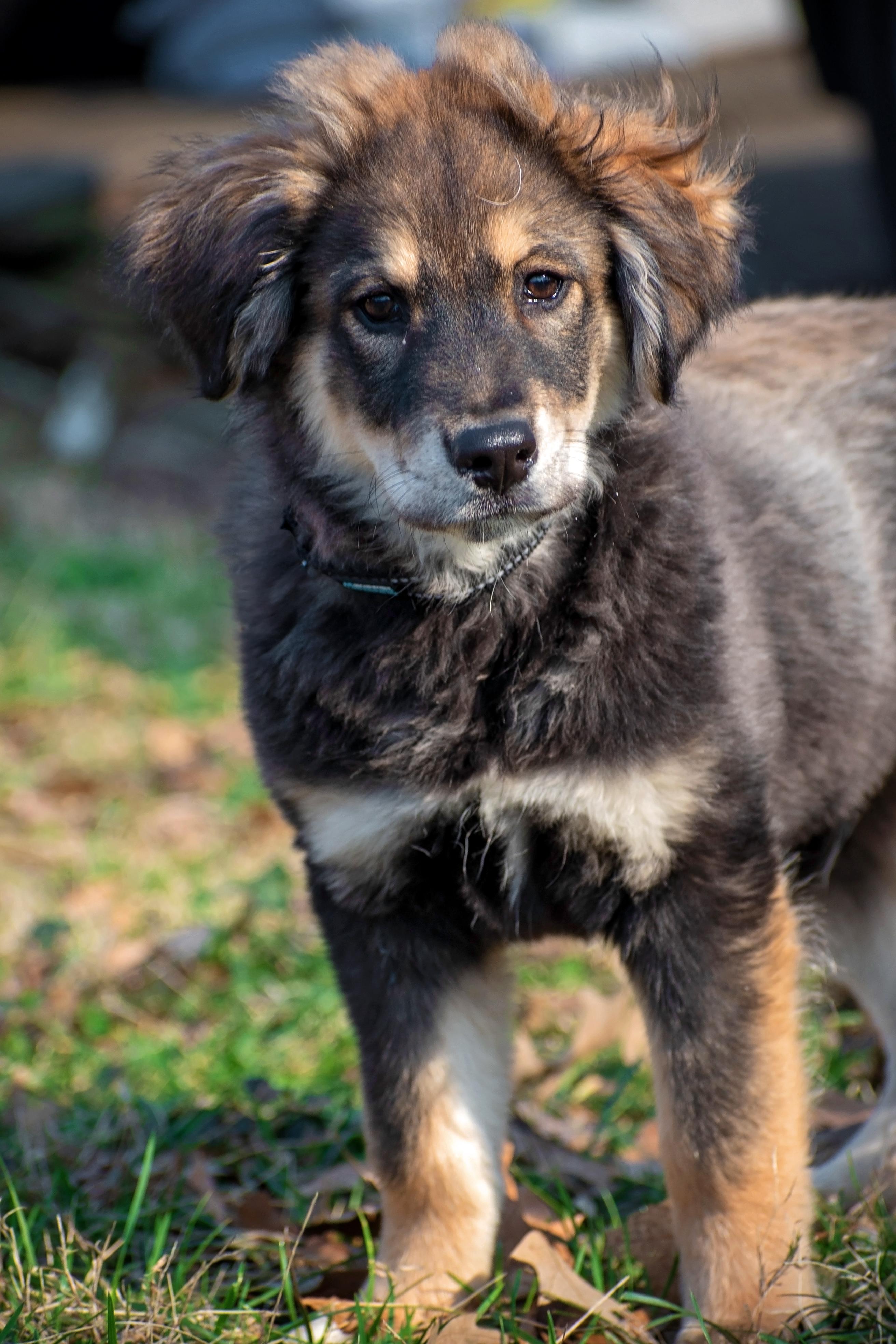 Enlarge Cowboys Fan, an adopted mixed breed in Millersville, MD image 2/4