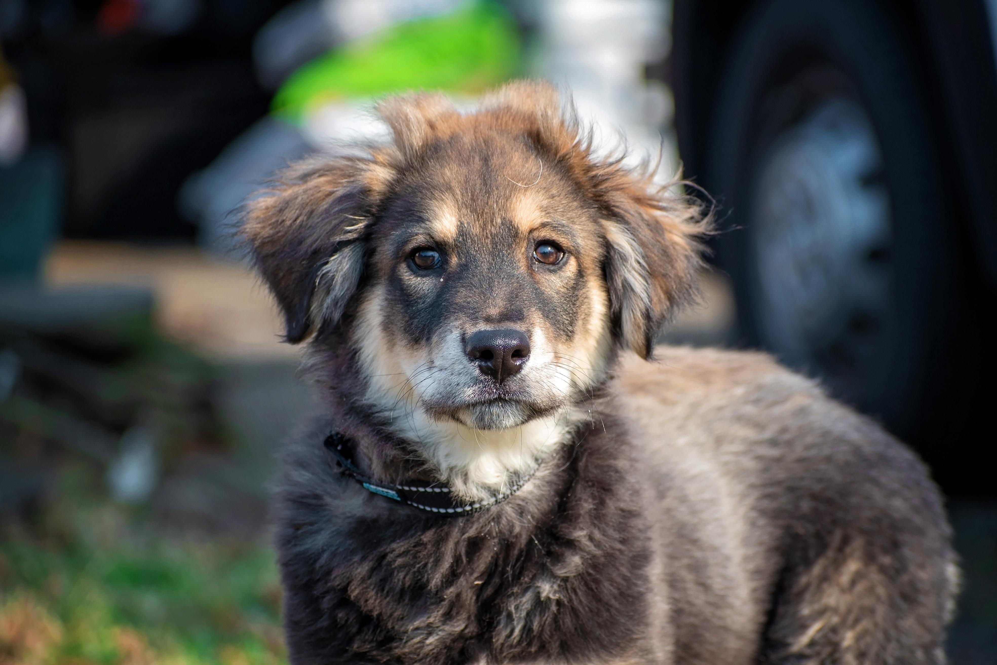 Enlarge Cowboys Fan, an adopted mixed breed in Millersville, MD image 3/4
