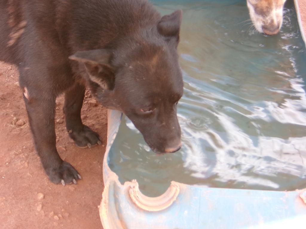 Scotch, Adoptable, Adult Female Shepherd.