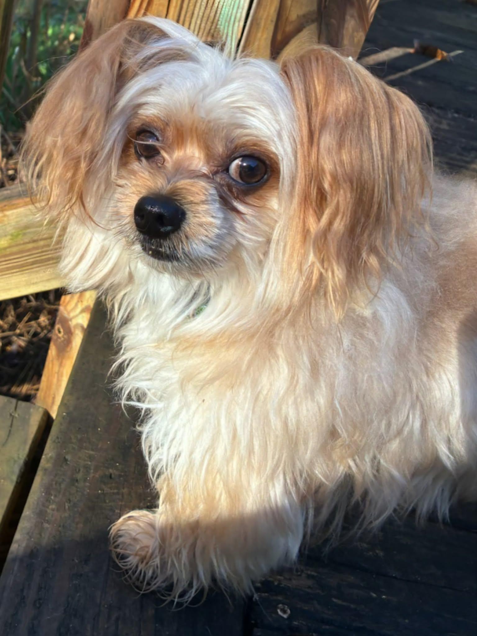 Enlarge Milo, an adopted mixed breed in McDonough, GA image 3/4