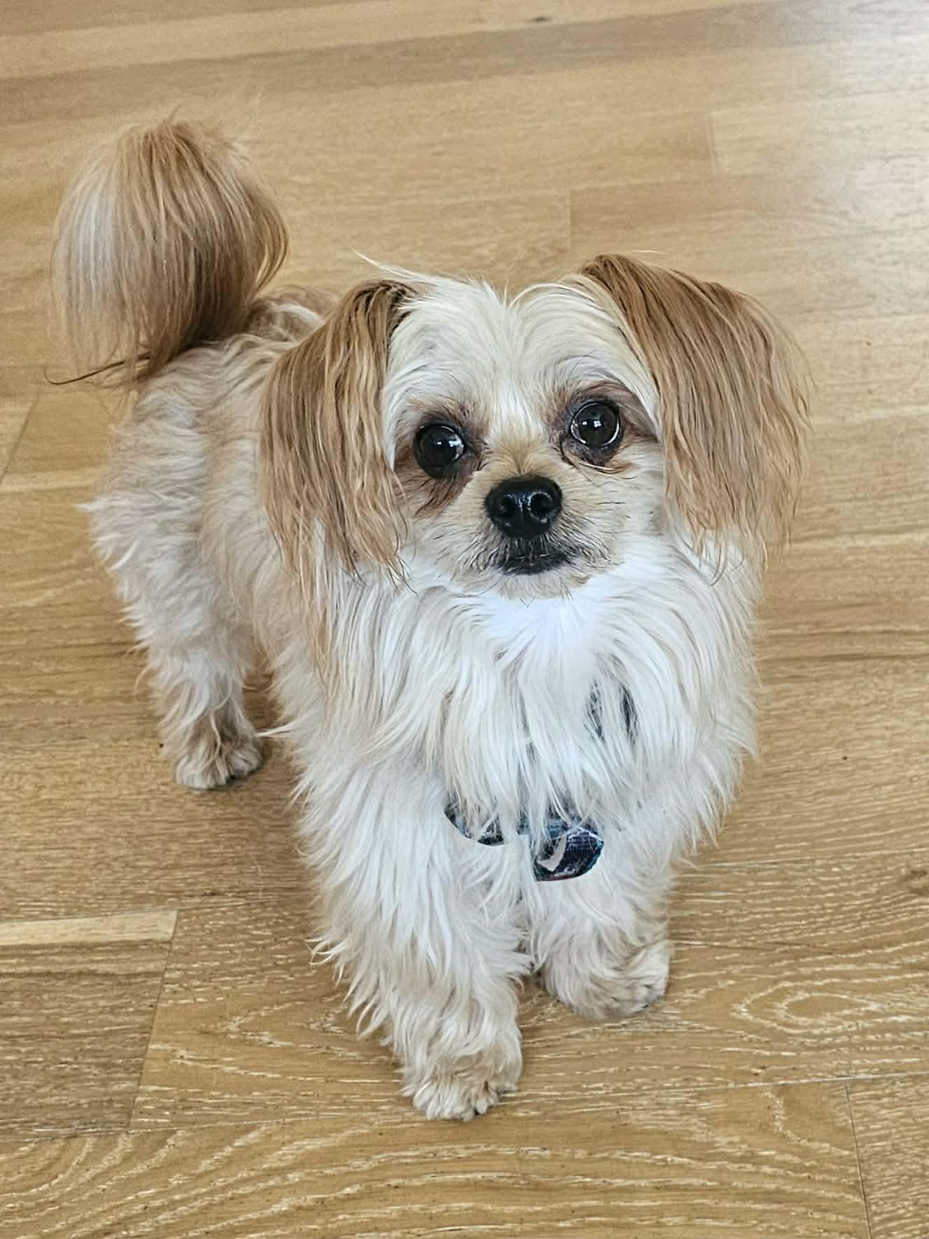 Milo, ADOPTABLE, Adult Male Chorkie.