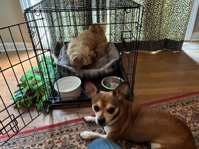 Enlarge Milo, an adopted mixed breed in McDonough, GA image 4/4