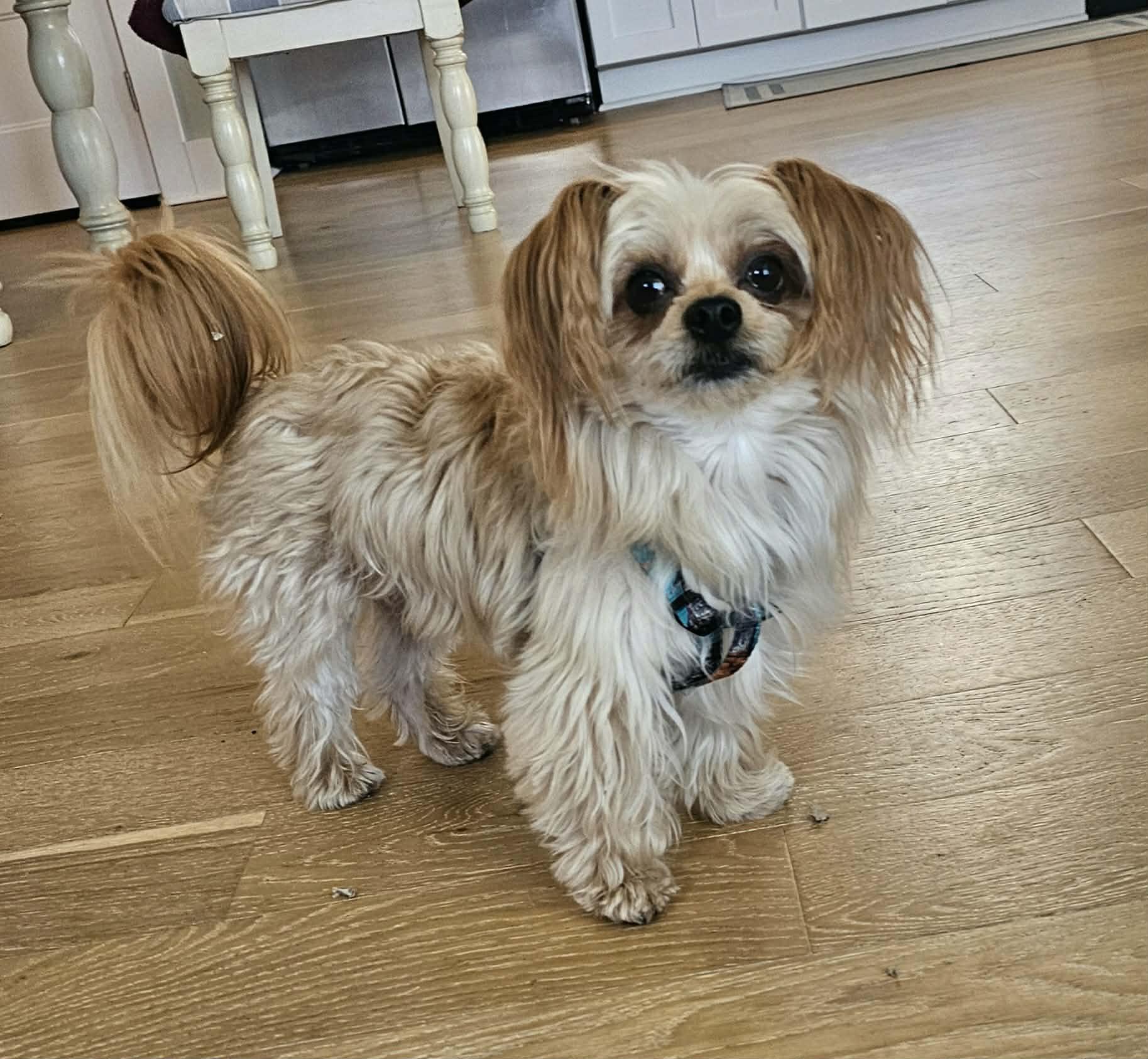 Enlarge Milo, an adopted mixed breed in McDonough, GA image 2/4