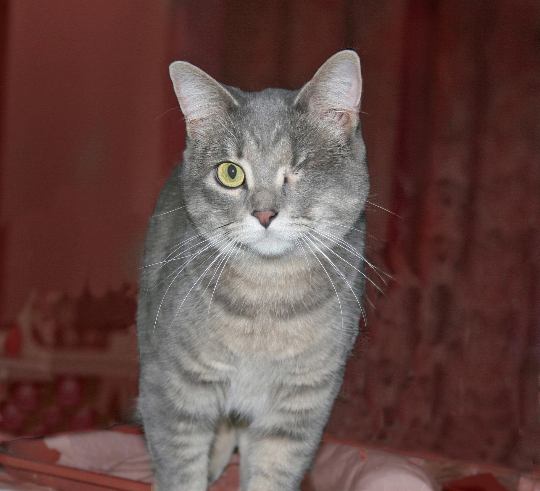 Faith, a ADOPTABLE Tabby in Victoria, MN image 5/5