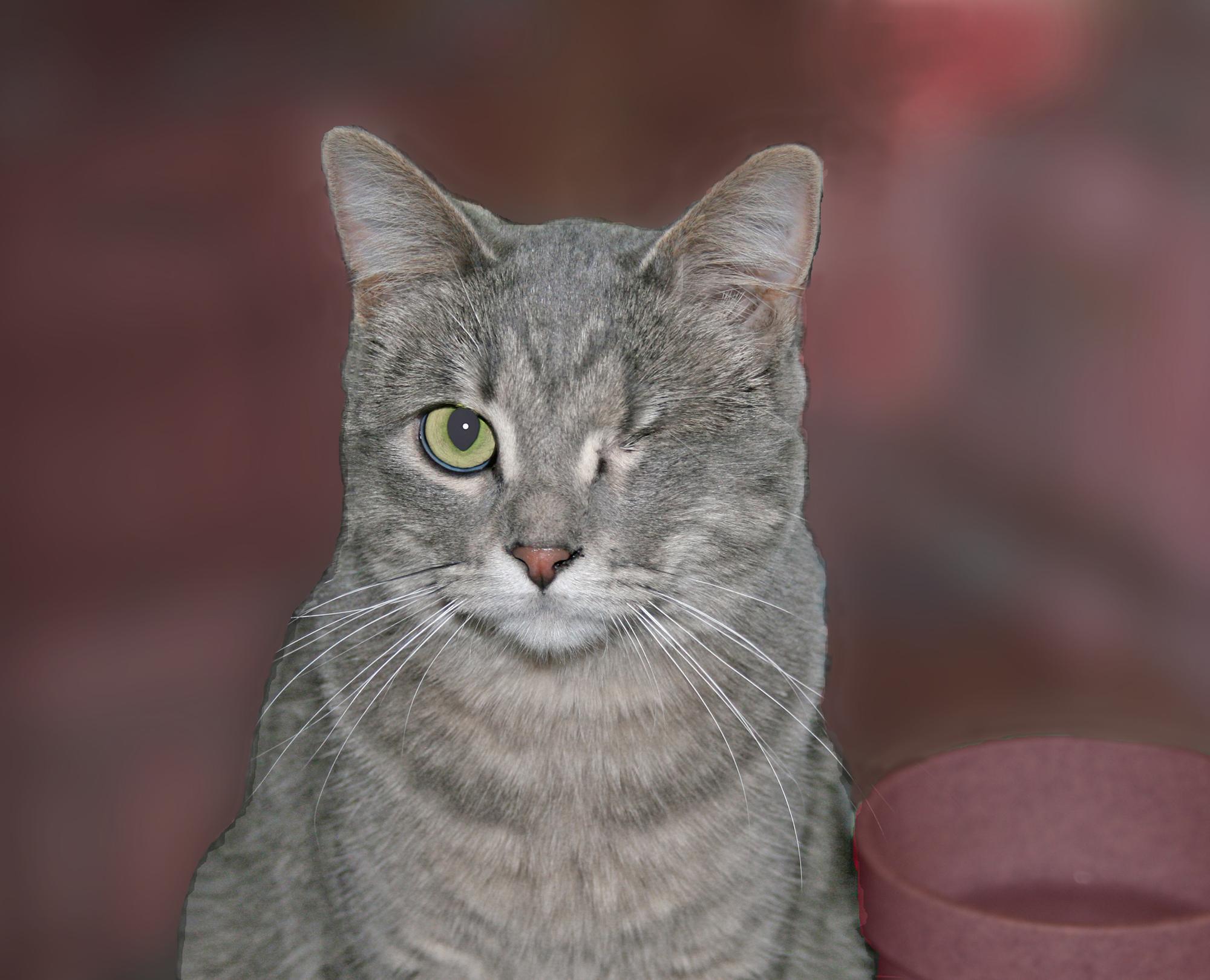 Faith, a ADOPTABLE Tabby in Victoria, MN image 3/5