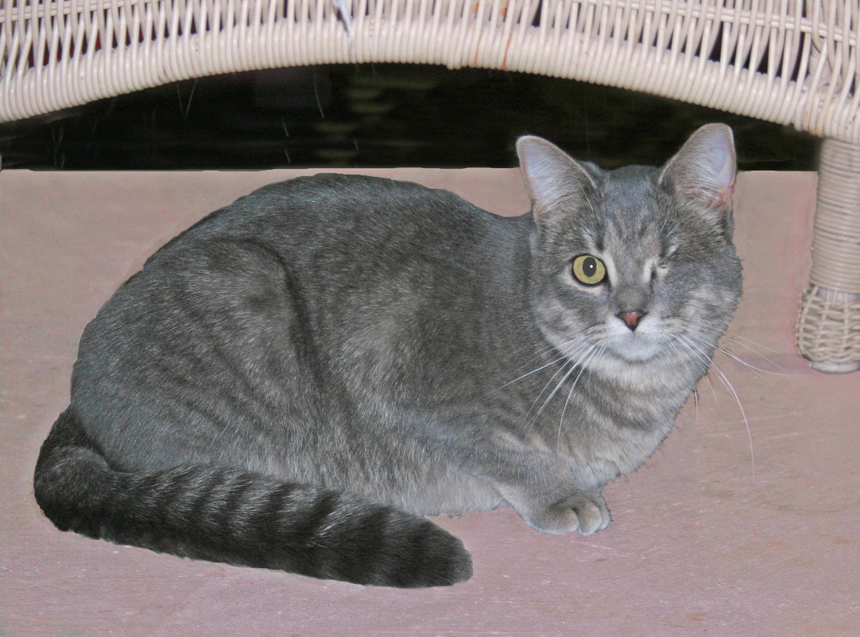 Faith, ADOPTABLE, Adult Female Tabby.
