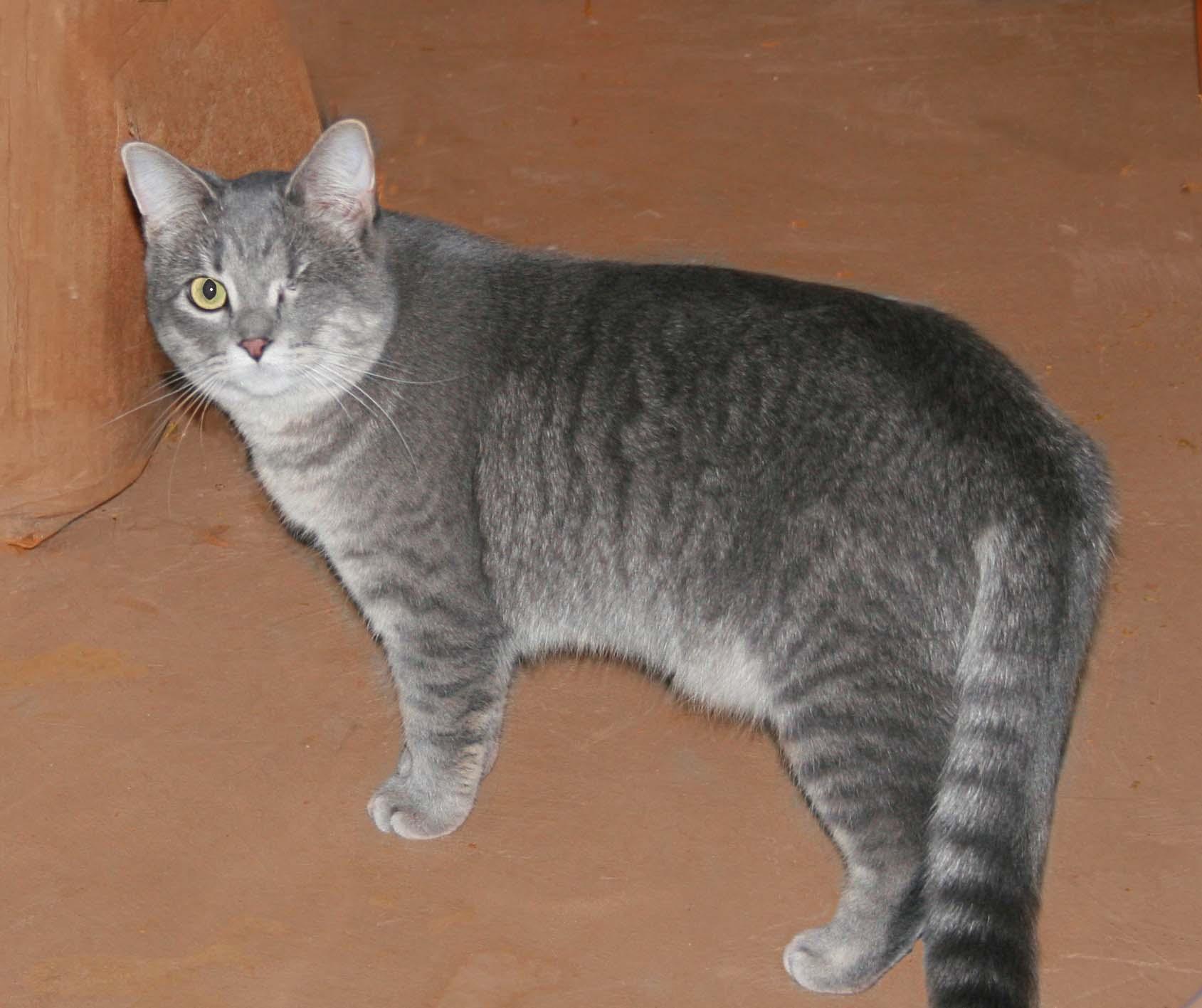 Faith, a ADOPTABLE Tabby in Victoria, MN image 2/5