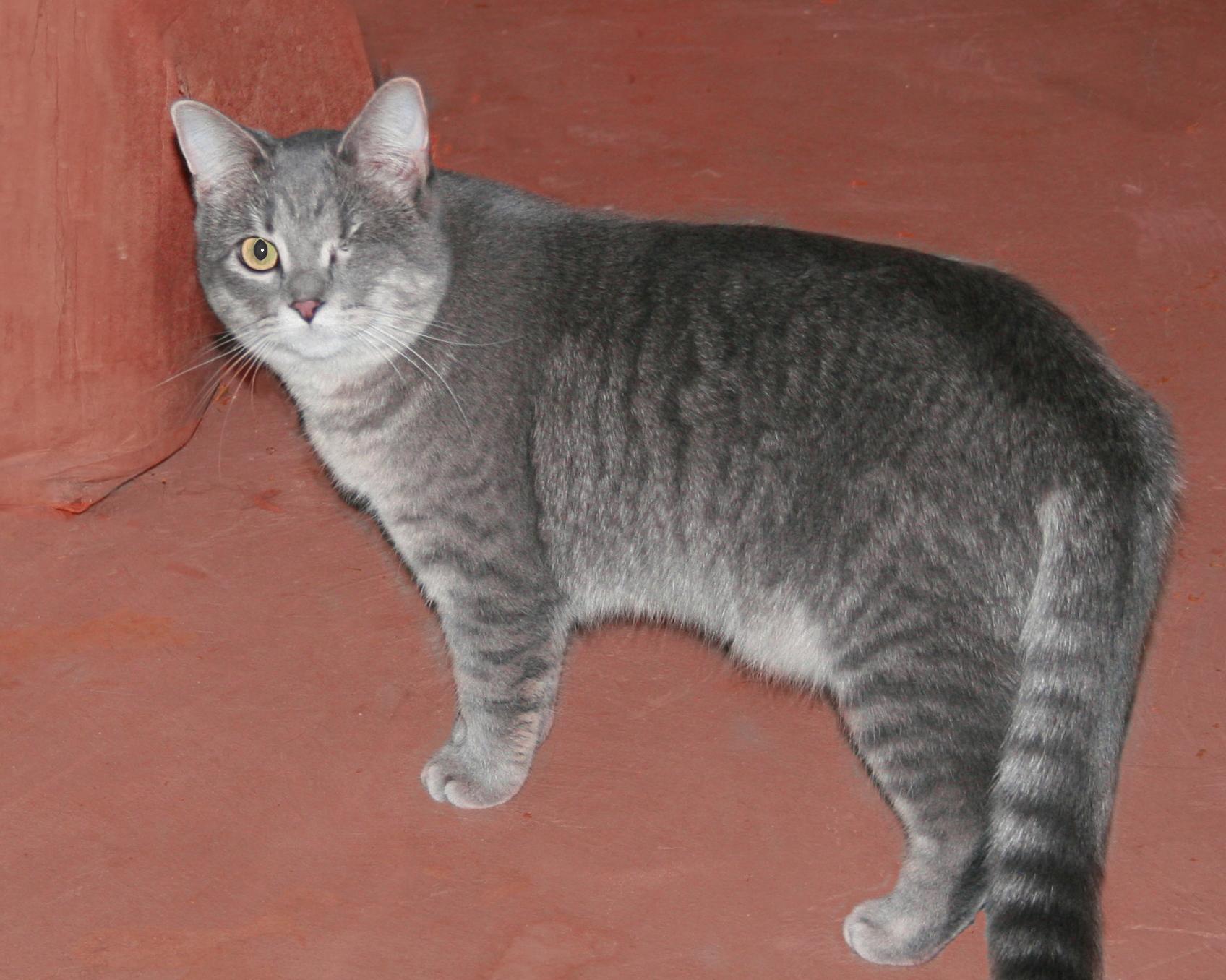 Faith, a ADOPTABLE Tabby in Victoria, MN image 4/5