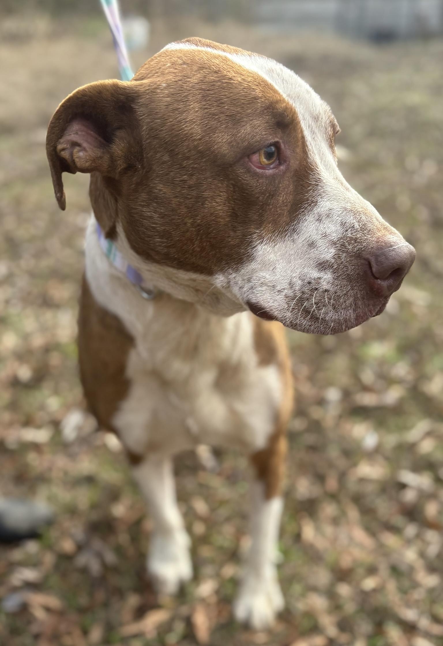 Enlarge Levon, a Adoptable mixed breed in Fairfax, VA image 5/5