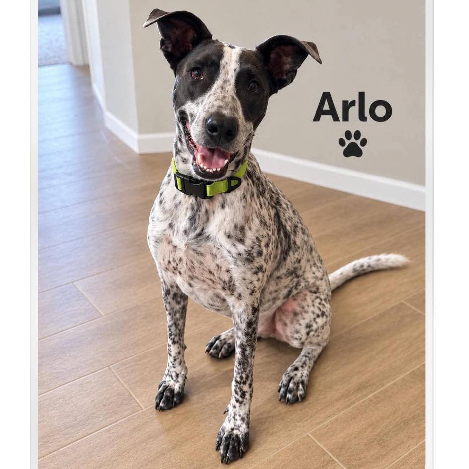 Arlo, Adoptable, Young Male Australian Cattle Dog / Blue Heeler & Pointer.