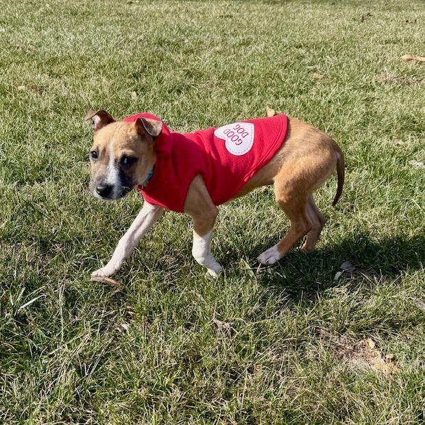 Britney FC, Adoptable, Puppy Female Pit Bull Terrier & Mixed Breed.