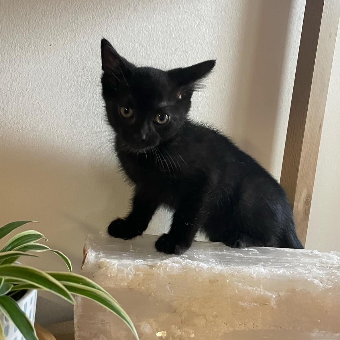 Cat for adoption Bug, a Domestic Short Hair in Mississippi State, MS