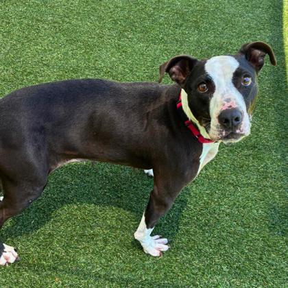 Panda, Adoptable, Adult Female Terrier & Mixed Breed.