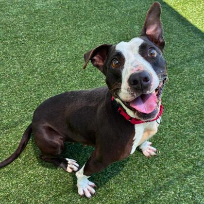 Panda, a Adoptable mixed breed in Gastonia, NC image 2/3