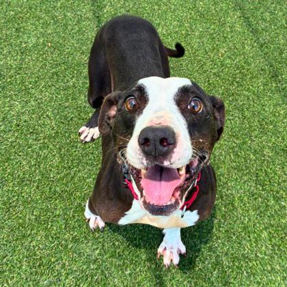 Panda, a Adoptable mixed breed in Gastonia, NC image 3/3