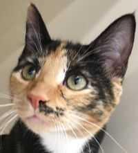 Enlarge Harriet, a Adopted mixed breed in Franklin, WV image 1/2