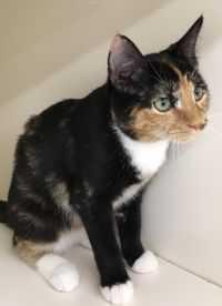 Enlarge Harriet, a Adopted mixed breed in Franklin, WV image 2/2