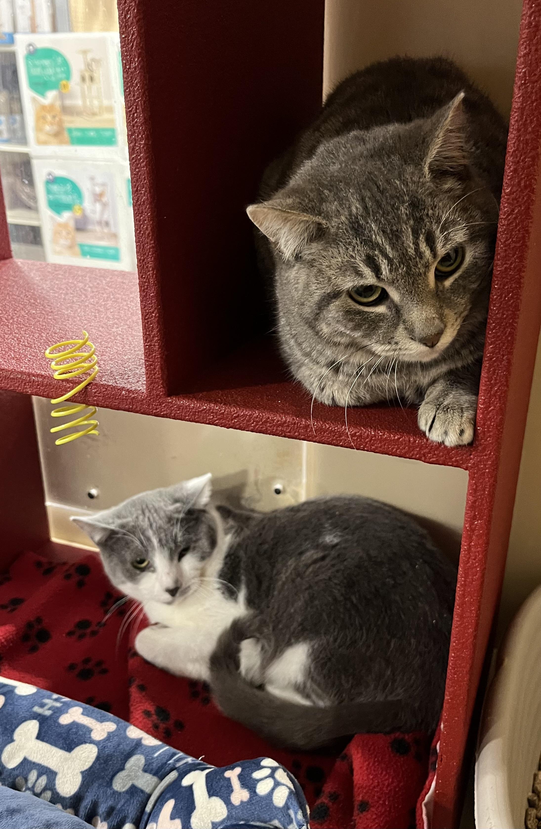 Waylan & Laris (brothers), Adoptable, Kitten Male Domestic Short Hair.