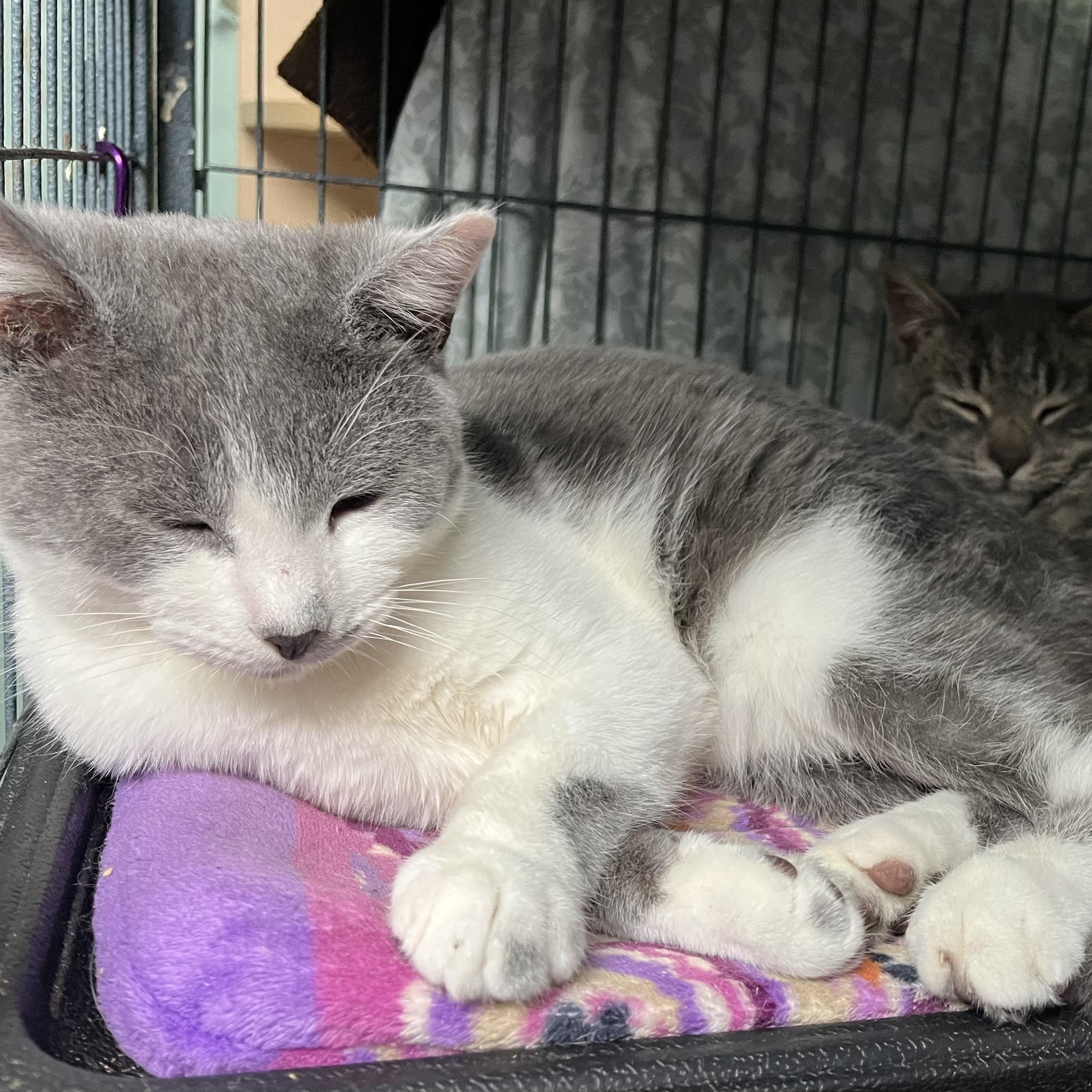 Waylan & Laris (brothers), Adoptable, Kitten Male Domestic Short Hair.