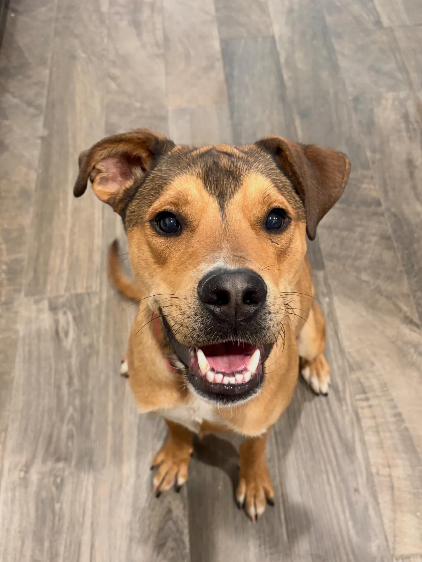 Gator, adopted, Young Male German Shepherd Dog & Boxer.