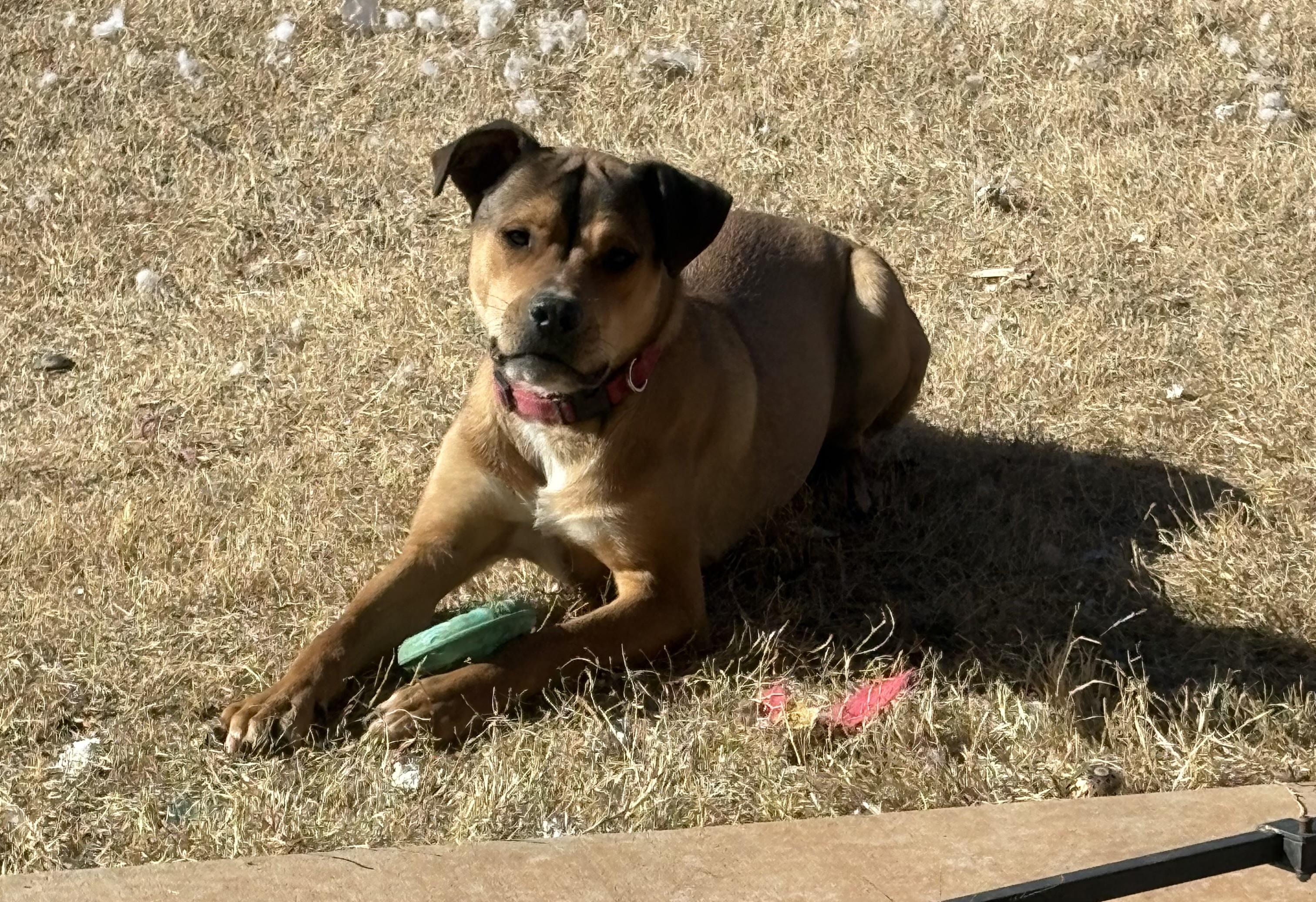 Enlarge Gator, an adopted mixed breed in Edmond, OK image 5/6