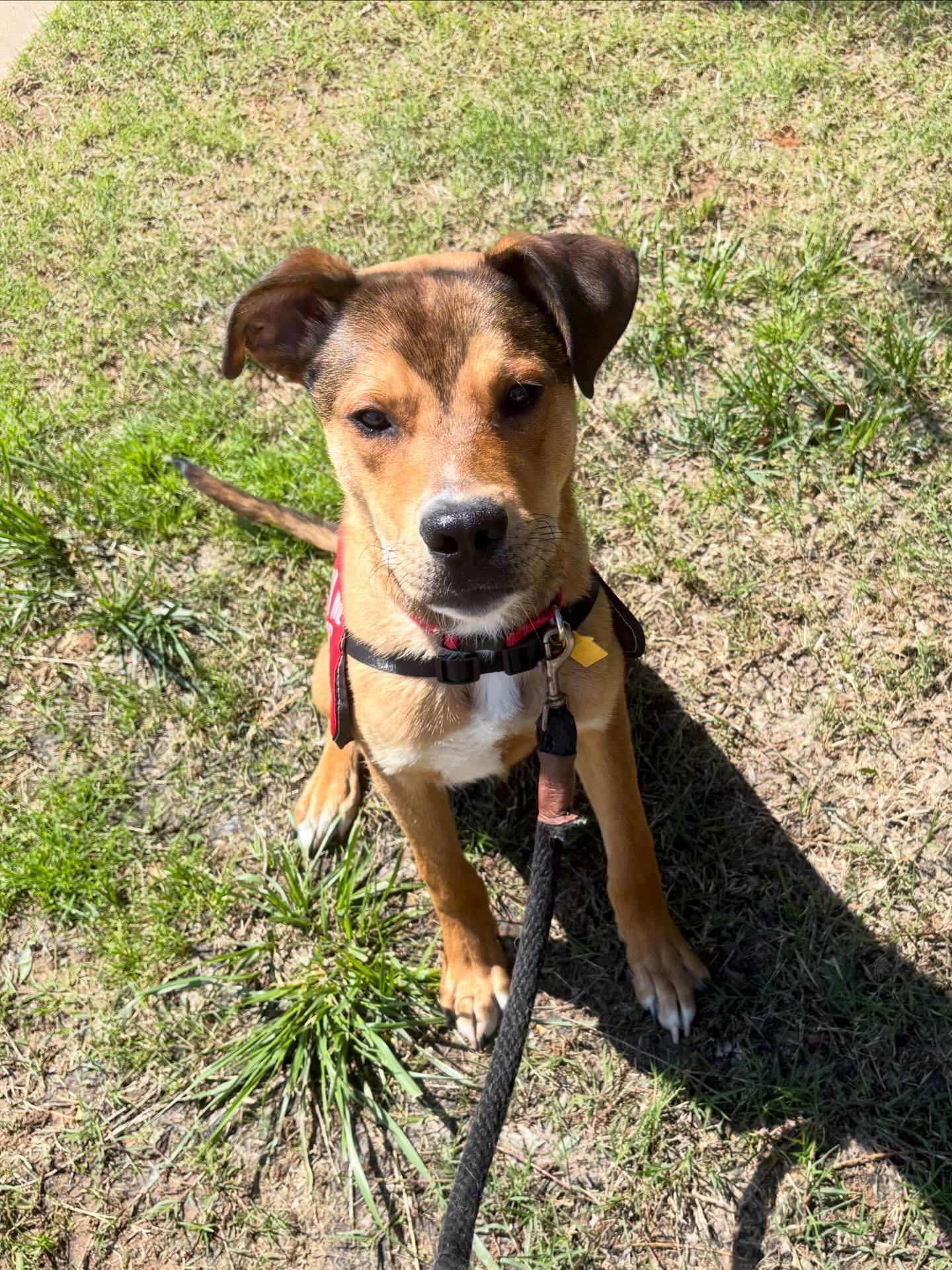 Enlarge Gator, an adopted mixed breed in Edmond, OK image 3/6