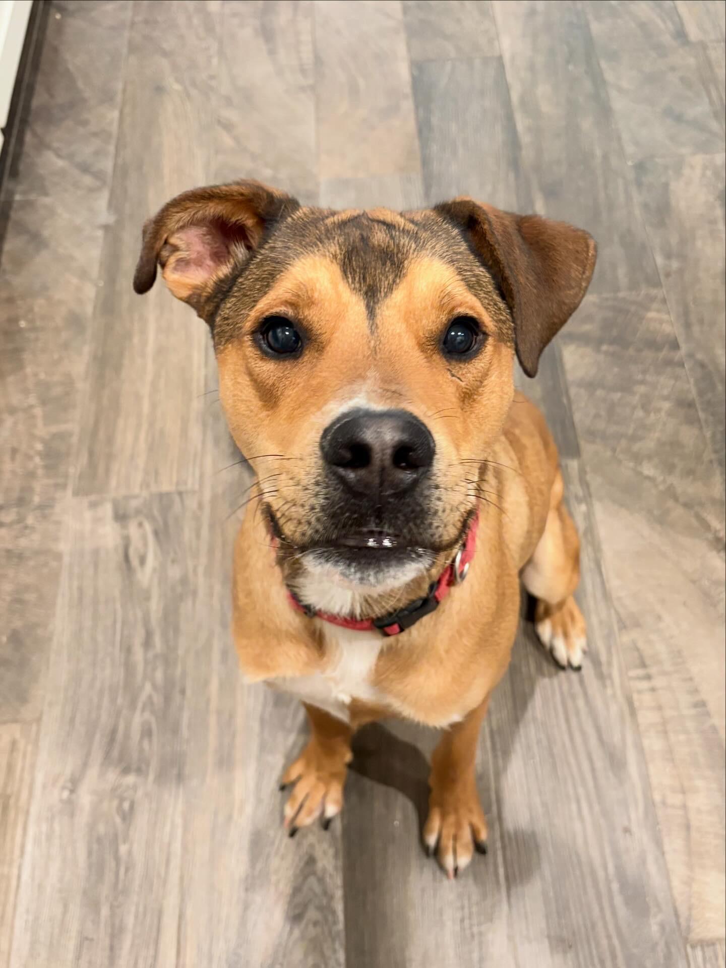 Enlarge Gator, an adopted mixed breed in Edmond, OK image 2/6