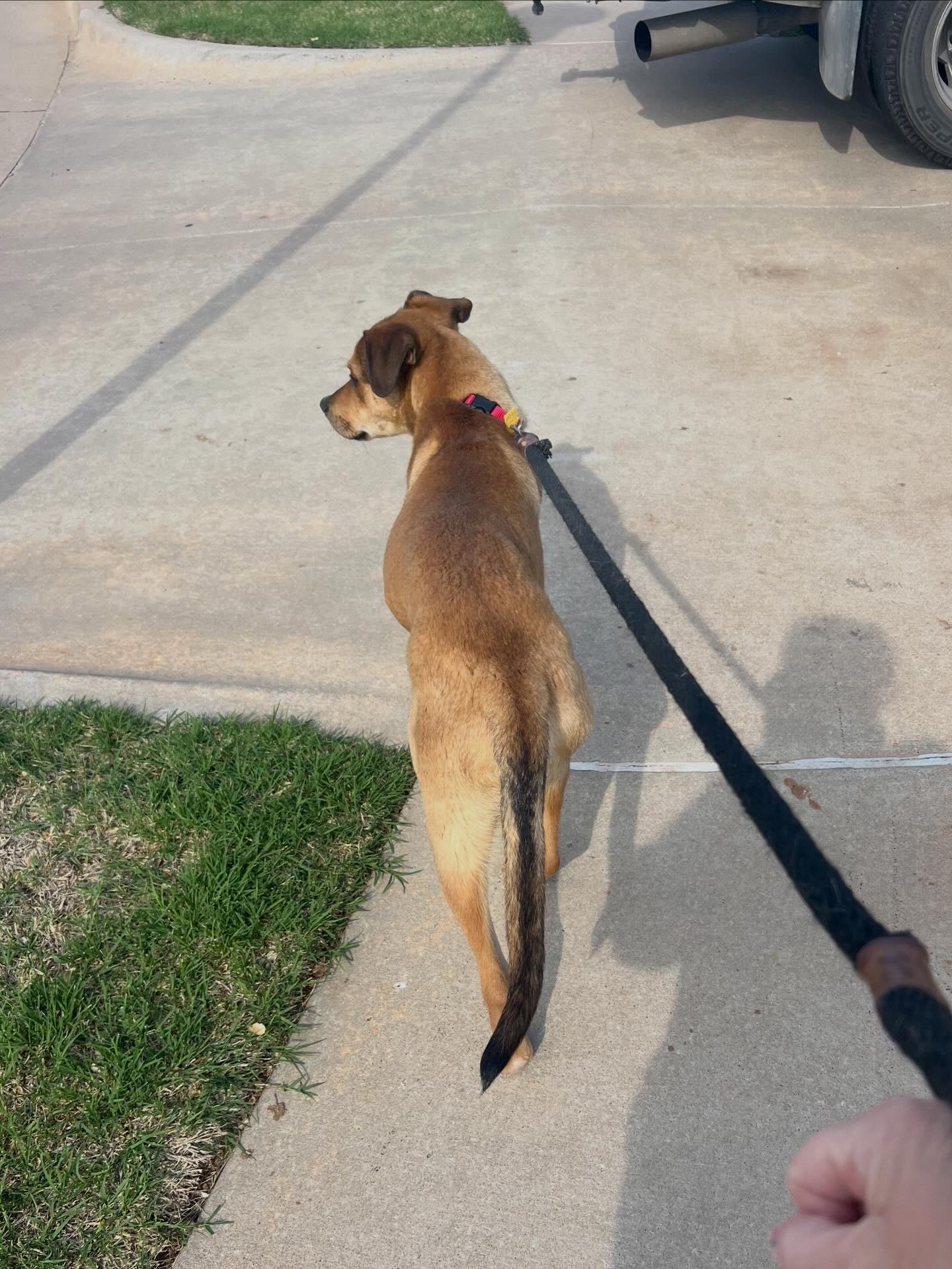 Enlarge Gator, an adopted mixed breed in Edmond, OK image 4/6