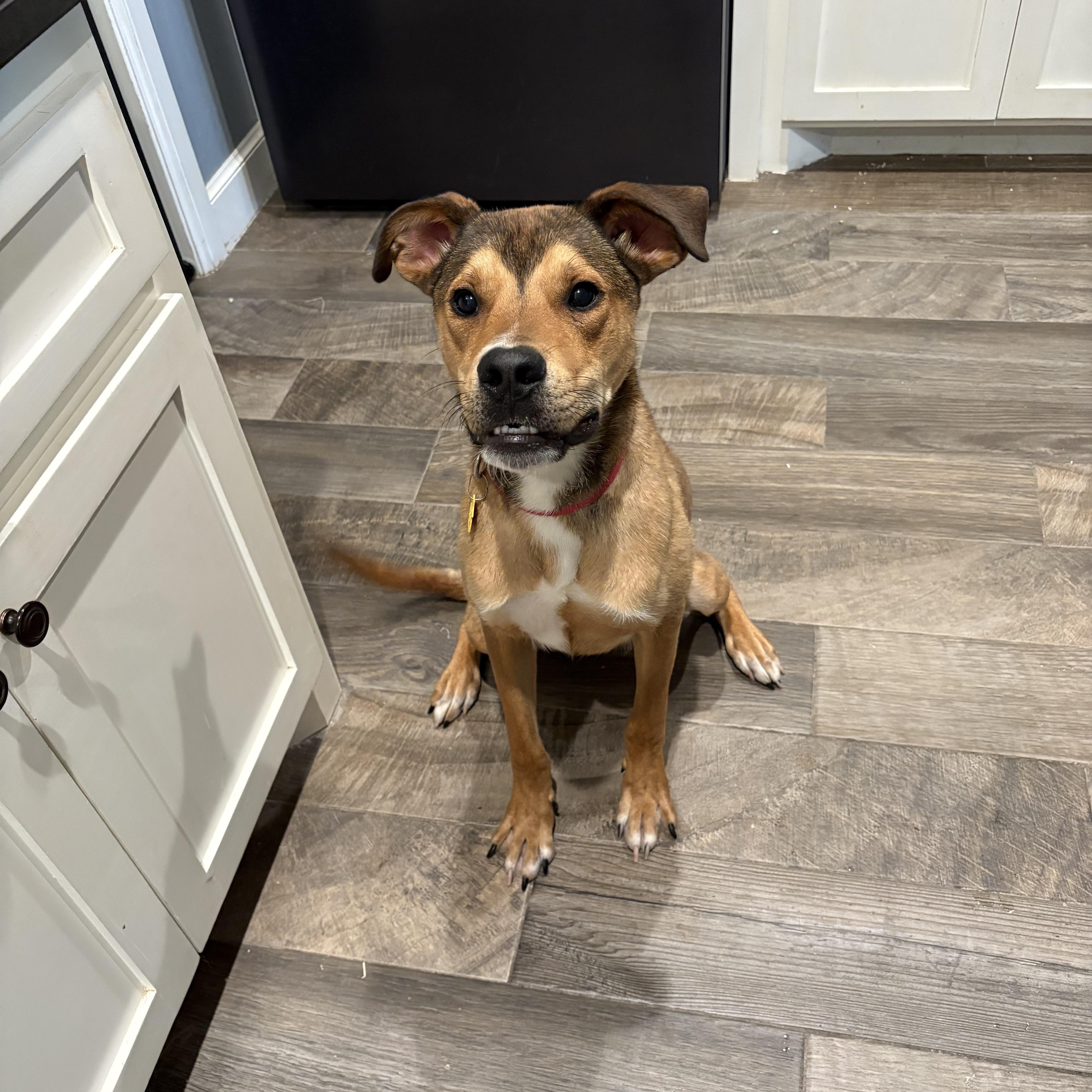 Enlarge Gator, an adopted mixed breed in Edmond, OK image 6/6