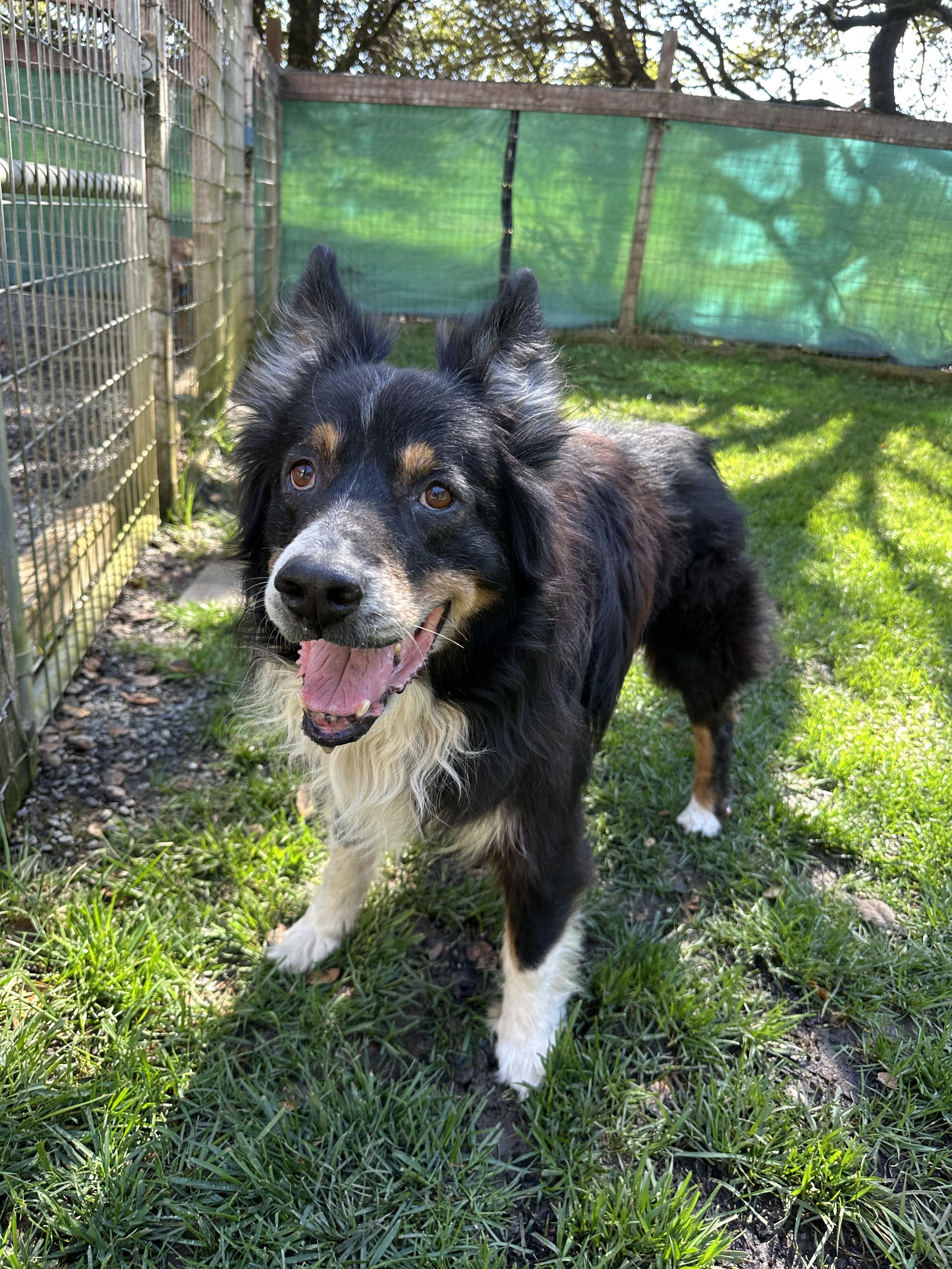 Enlarge Buster, an adopted mixed breed in Petaluma, CA image 1/2