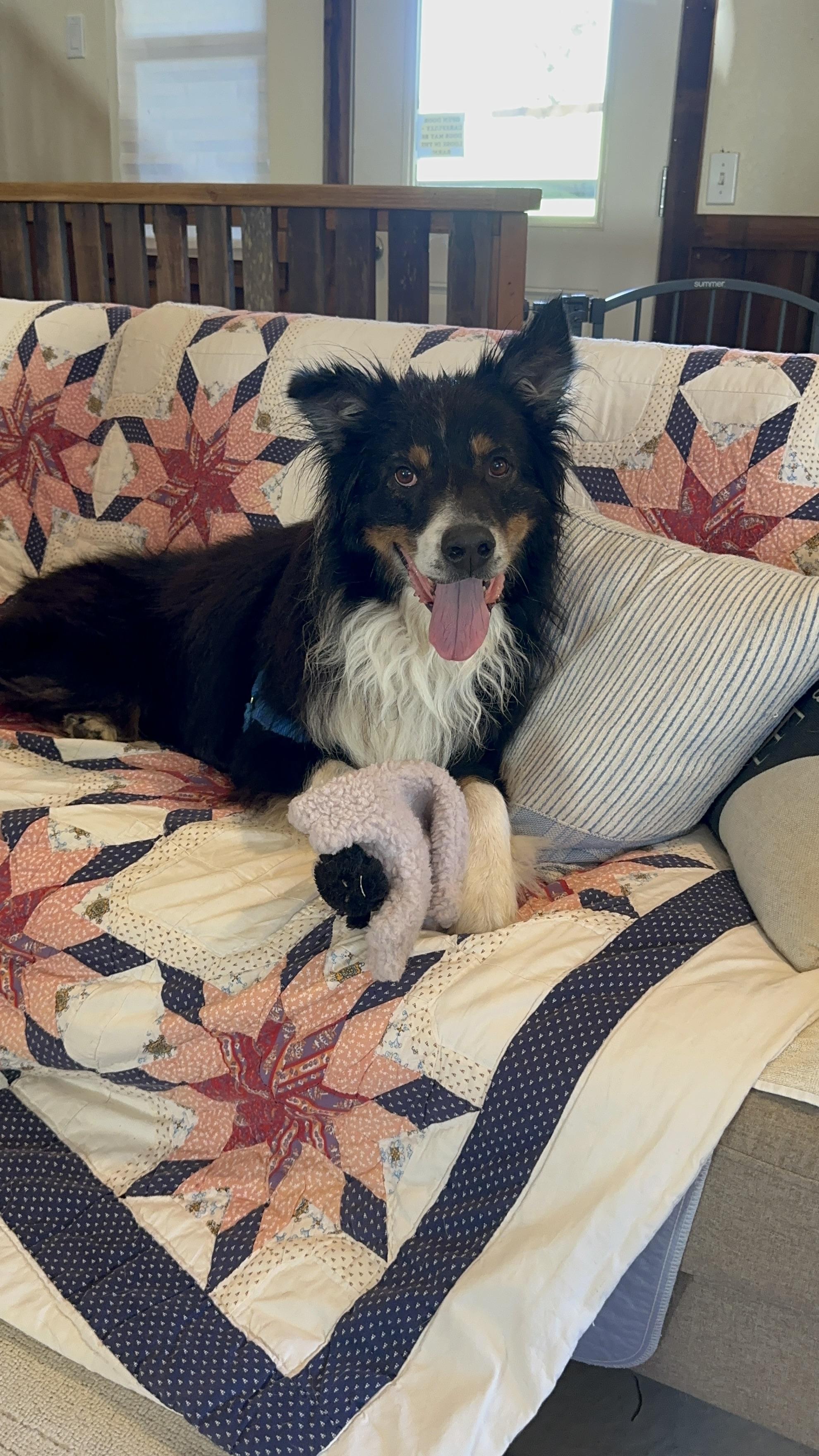 Enlarge Buster, an adopted mixed breed in Petaluma, CA image 2/2