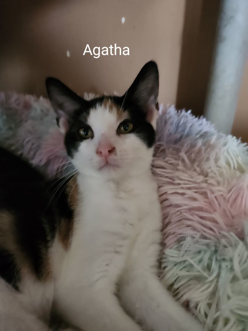 Agatha, Adoptable, Kitten Female American Shorthair.