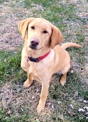 Enlarge Ruby June, a ADOPTABLE Yellow Labrador Retriever in Indianapolis, IN image 1/4