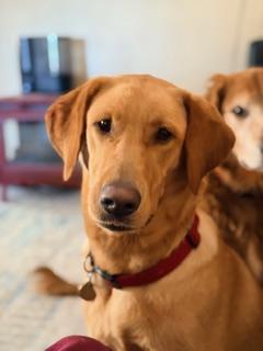 Enlarge Ruby June, a ADOPTABLE Yellow Labrador Retriever in Indianapolis, IN image 2/5