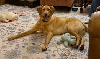 Enlarge Ruby June, a ADOPTABLE Yellow Labrador Retriever in Indianapolis, IN image 4/4