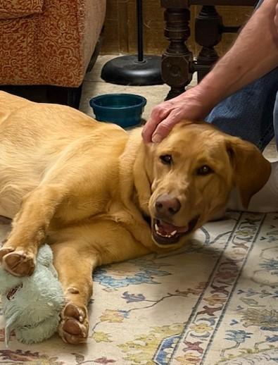Enlarge Ruby June, a ADOPTABLE Yellow Labrador Retriever in Indianapolis, IN image 2/4