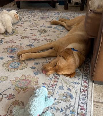 Enlarge Ruby June, a ADOPTABLE Yellow Labrador Retriever in Indianapolis, IN image 3/4