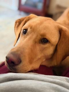 Enlarge Ruby June, a ADOPTABLE Yellow Labrador Retriever in Indianapolis, IN image 3/5