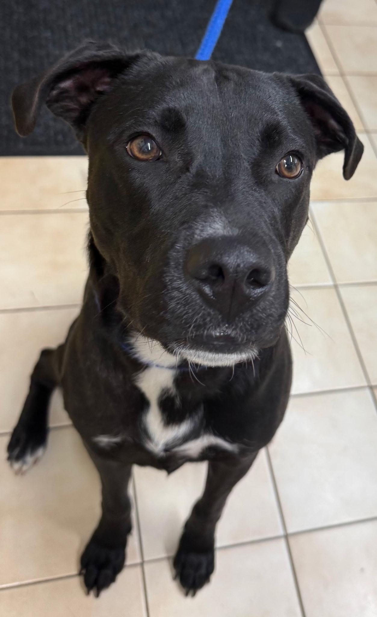 Blaze, Adoptable, Young Male Black Labrador Retriever & Pit Bull Terrier.