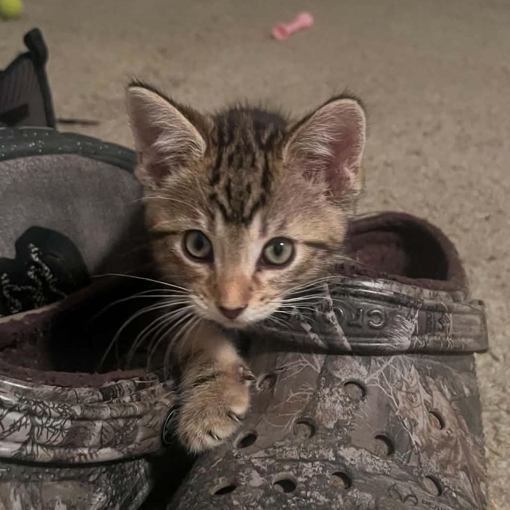 DARRY, Adoptable, Kitten Male Domestic Short Hair.