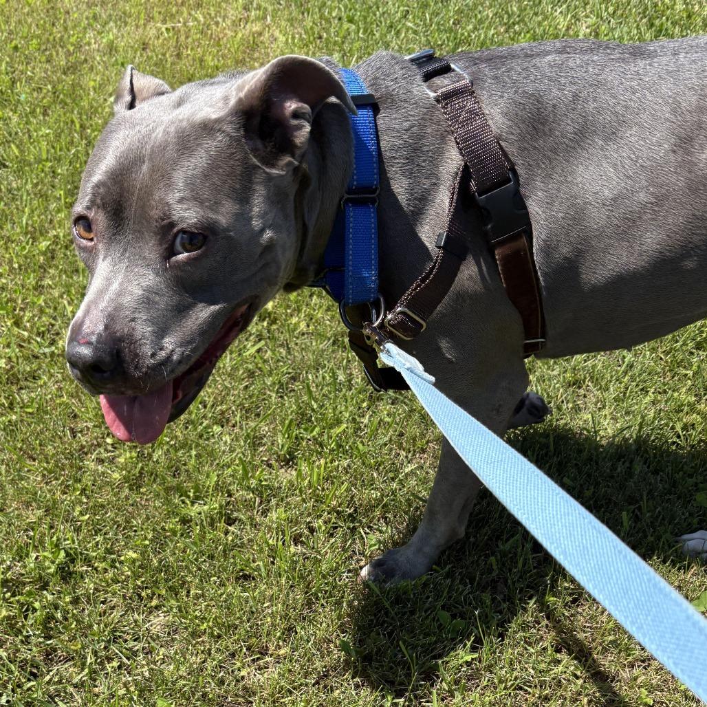 Arya, Adoptable, Adult Female Mixed Breed.