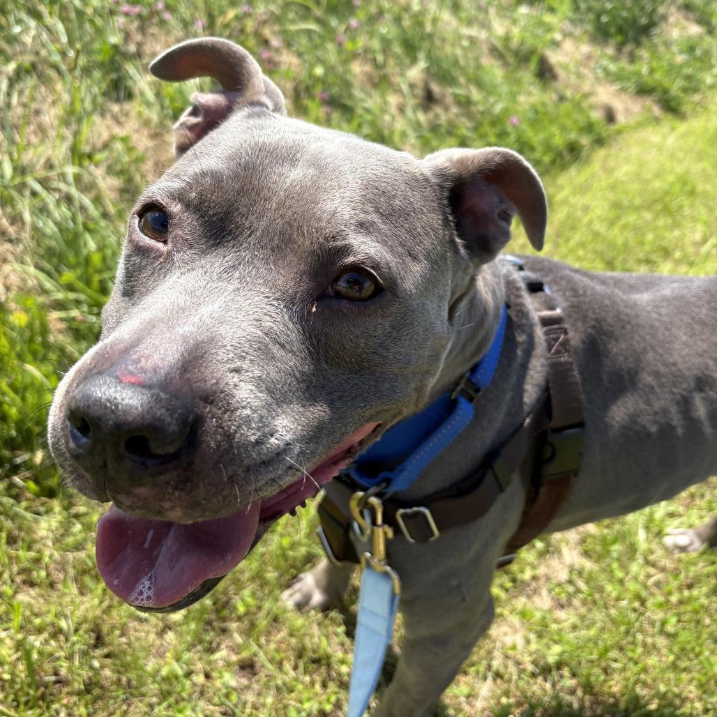 Enlarge Arya, a Adoptable Mixed Breed in Dover, NH image 2/6