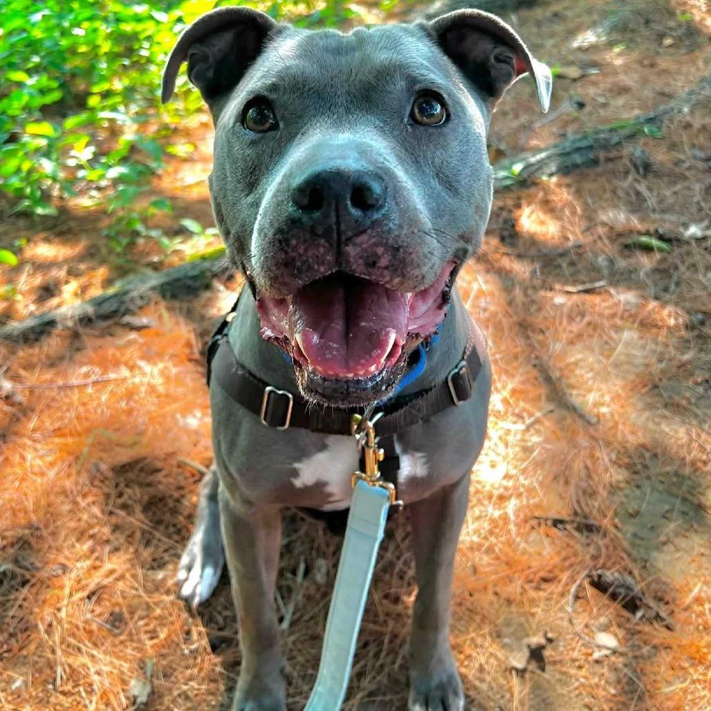 Enlarge Arya, a Adoptable Mixed Breed in Dover, NH image 3/6