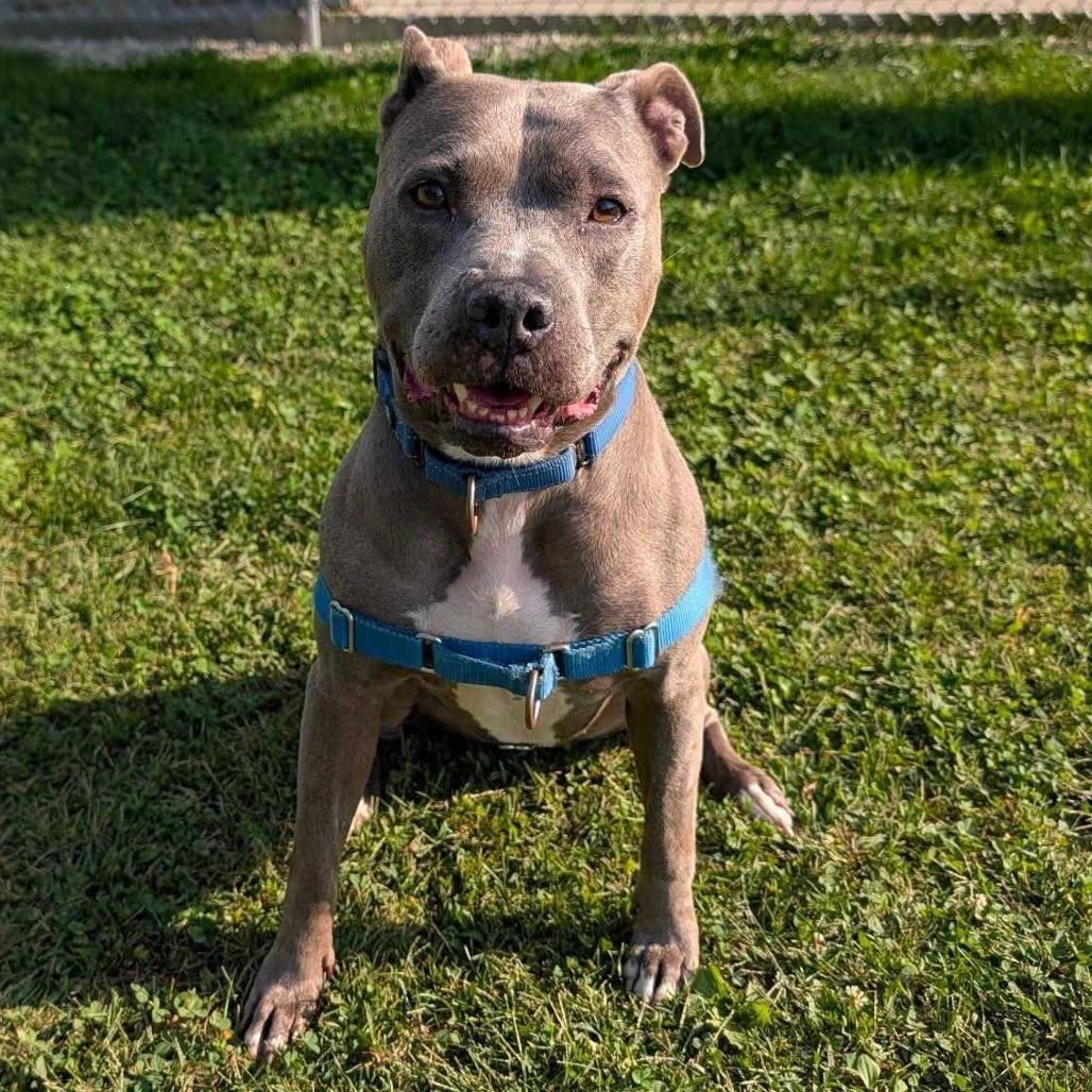 Enlarge Arya, a Adoptable Mixed Breed in Dover, NH image 3/6